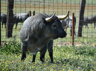 toro español con grandes cuernos