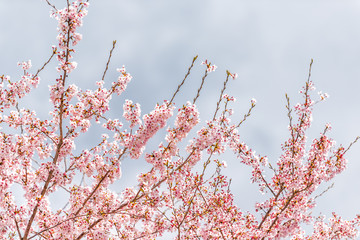 Looking up view on cherry blossom sakura trees isolated against cloudy sky perspective with pink flower petals in spring in Kyoto, Japan