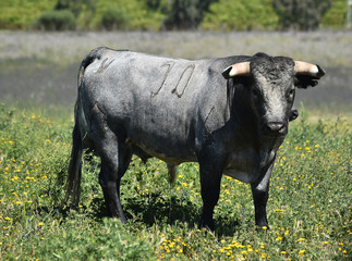 toro en el campo en españa
