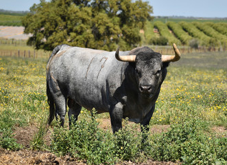 toro en el campo en españa