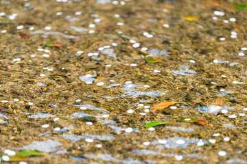 Fototapeta premium Kyoto residential neighborhood in spring with Takase river canal water closeup in April in Japan on sunny day with cherry blossom sakura petals floating in stream