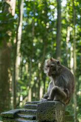 Naklejka na ściany i meble Monkeys in the monkey park