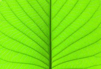 close up green leave structure in macro mode. abstract background for graphic editor