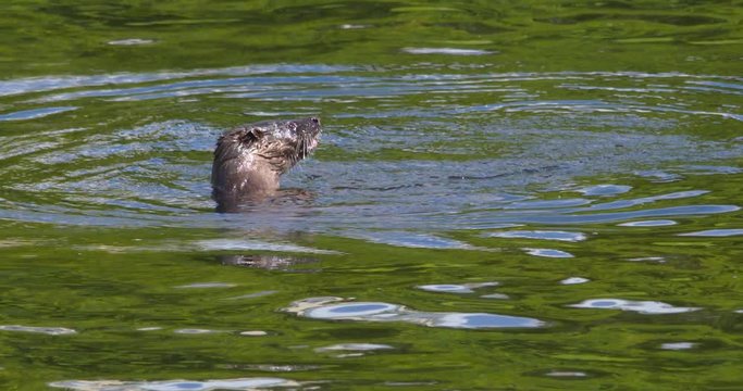 Otter bites and swallows eel fish and dives summer river (Lutra lutra)