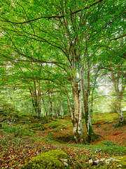 Naklejka premium path in the forest
