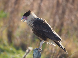 Crested Caracara 