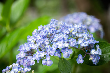 紫陽花