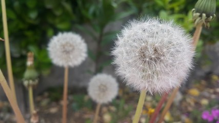 Delicate fluffy flower selectively focused on a blurred green leaves background