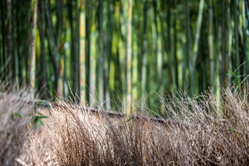 Kyoto, Japan Arashiyama bamboo forest park entrance during spring day with straw and grove bokeh background