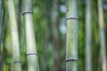 Fototapeta premium Kyoto, Japan Arashiyama bamboo forest park on spring day with stem grove closeup and bokeh background