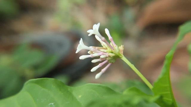 HD Video Footage of Rauvolfia serpentina, the Indian snakeroot or devil pepper (Patalgaruda,serpentine wood) flower and buds. Pule pandak, Mizo Rult&uacute;rzung (Indonesia).