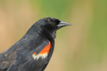Red winged blackbird profile close up