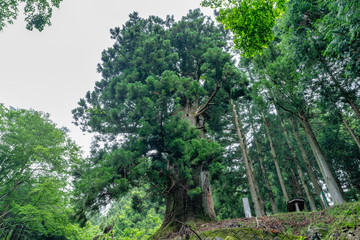 Fototapeta na wymiar 山梨県笹子峠の矢立の杉