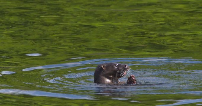 Otter floating chewing eel fish summer river (Lutra lutra)