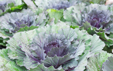 Close up green and violet cabbage or headed purple cabbage with droplet growing in harvest field.Organic vegetable background in freshness atmosphere farm.vegetarian food cooking healthy food