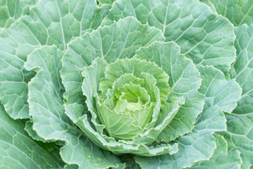 Close up green cabbage or headed cabbage with droplet growing in harvest fielde .Organic vegetable background in freshness atmosphere farm.vegetarian food cooking.Healthy food