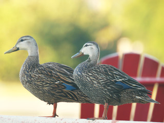 Duck Mottled