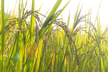close up green rice fields