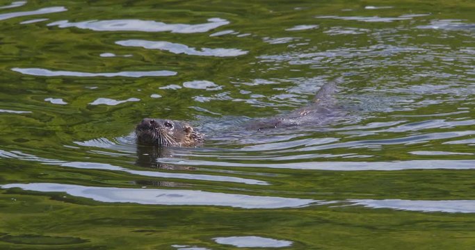 Otter juvenile close up green river diving underwater slow motion (Lutra lutra)