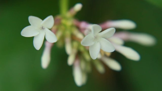 HD Video Footage of Rauvolfia serpentina, the Indian snakeroot or devil pepper (Patalgaruda,serpentine wood) flower and buds. Pule pandak, Mizo Rult&uacute;rzung (Indonesia).