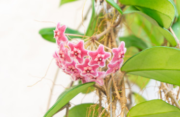 Deep pink or red hoya carnosa tree flowers  bouquet star red pollen shape flower.Colorful plant summer season. Wax plant or Wax flowers or Porcelain flower.