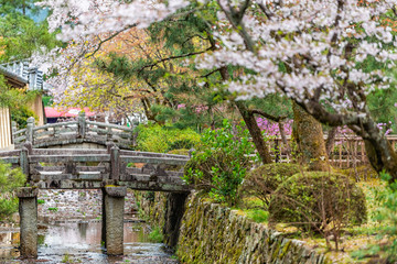 Arisu river canal in Kyoto residential neighborhood in Arashiyama with spring cherry blossom flowers along water with nobody in April and stone bridges