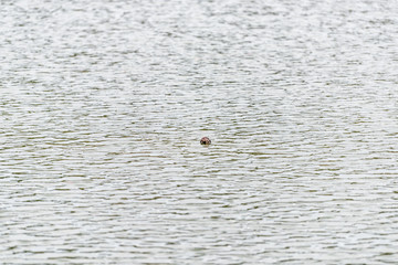 Kyoto Osawa-no-Ike Pond lake in spring in Arashiyama area by Daikakuji Temple with dry lotus floating on water