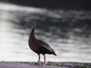Whistling Duck