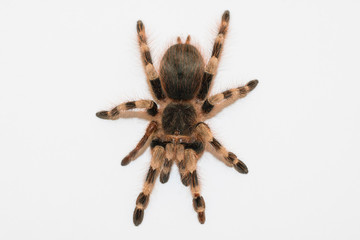 big hairy tarantula isolated on white background