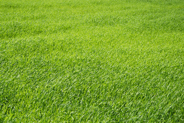 field of grass
