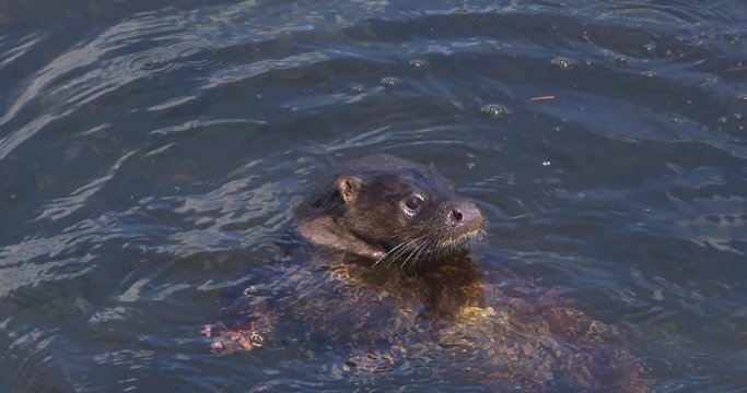 Otter juvenile paddling treading  river water slow motion (Lutra lutra)