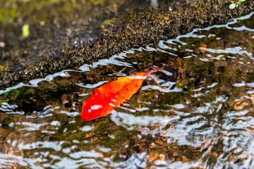 One red fallen autumn leaf floating in canal gutter in Kyoto, Japan single foliage during autumn...