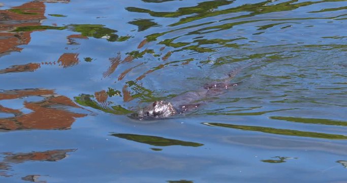 Otter dives underwater shiny sleek coat slow motion (Lutra lutra)