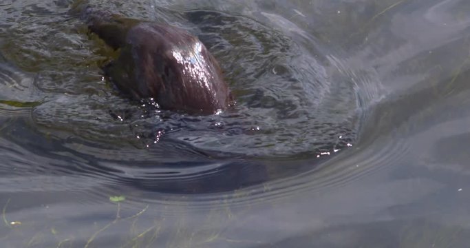 Otter dives underwater air bubbles water surface slow motion (Lutra lutra)