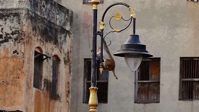 Monkey jumps from the street light to the roof in Varanasi (India) in slow motion