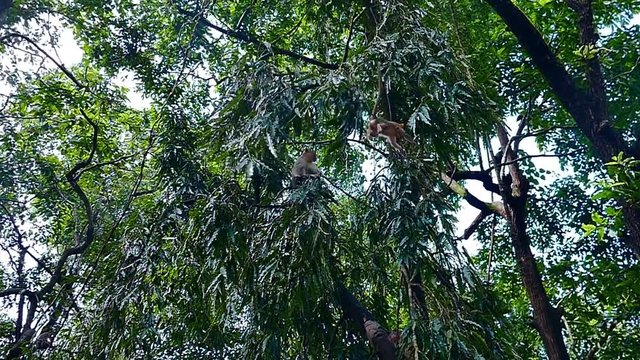 Monkey jumps from one tree branch to another in jungle among other monkeys (specie: Rhesus Macaques) in slow motion in Goa, India