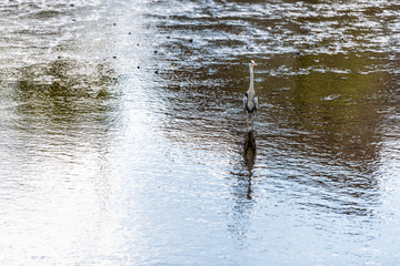 Kamo river and grey heron bird in Kyoto, Japan wading with blue reflection standing in water