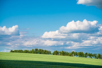 View of agricultural field with white fluffy clouds in blue sky at sunny summer day