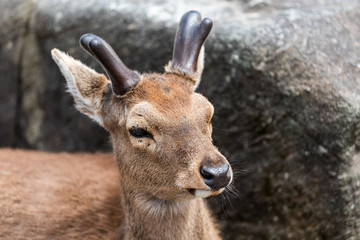 Nara, Japan street park in downtown city with deer head face closeup with antlers