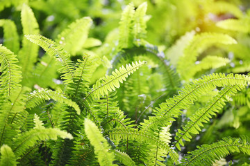 Green bracken lush fern growing
