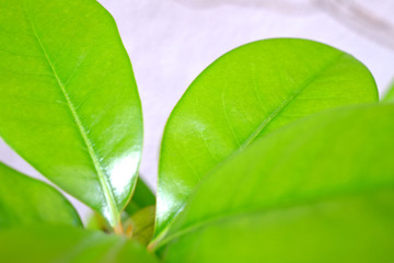 Shiny green leaves on neutral pale gray background.