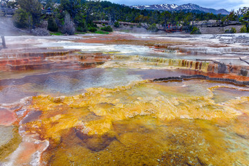 Thermophilic bacteria at Mammoth Hot Springs, Yellowstone National Park early Spring 2019_DSC3625