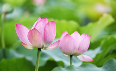 Fototapeta na wymiar blooming lotus flower