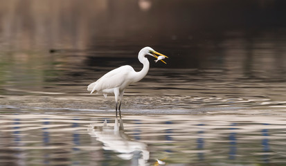 White Egret on a lagoon