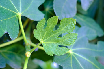Young small bright green fig tree leaf.