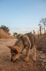 dog on the road