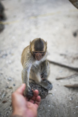 (Selective focus) Portrait of a young macaque monkey who is holding his paw on the hand of a tourist. Galta Ji Jaipur Monkey Temple, India.
