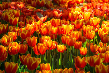 Beautiful red tulip flowers lit by sunlight. Tulip is a pot flower plant, Cultivars are used as ornamental plants.