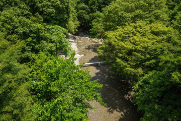 Fototapeta na wymiar Green forest and crear stream in the mountain ,Shikoku,Japan 