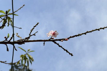 flowers pink